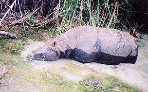 A camera trap captured photos of this Javan rhinoceros whilst it was wallowing in a muddy pool
© WWF Vietnam
© WWF Vietnam