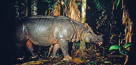 Javan rhinoceros photographed by a camera trap, Ujung Kulon National Park, Java, Indonesia. / ©: Mike Griffiths / WWF-Canon rel=
