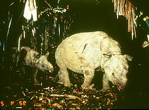 Javan Rhino