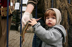 A government decision to overturn a ten-year ban on the fishing of wild sturgeon in the Danube ...
© WWF-DCPO Romania Archive
© WWF-DCPO Romania Archive