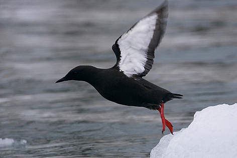 Millions of birds return to the Arctic each year to breed. Levels of breeding success in some ...
© WWF / Sindre Kinnerød/www.flashstudio.no rel=