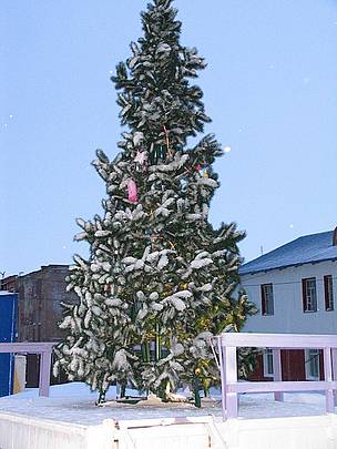 The Cape Schmidt Christmas tree.
© Tom Arnbom The Cape Schmidt Christmas tree.
© Tom Arnbom