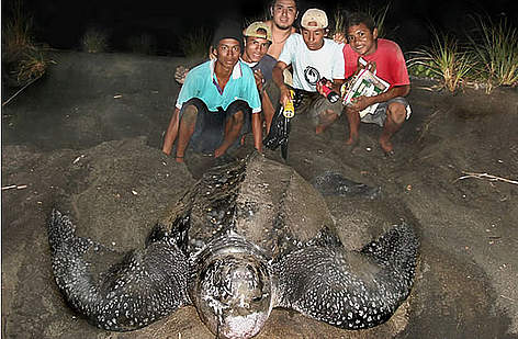 “Baula boys” with leatherback turtle in Junquillal beach, Costa Rica.
© Gabriel Francia/ WWF CARO rel=