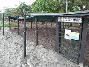 Marine turtles hatchery in Junquillal, Costa Rica.
© Carlos Drews
© Carlos Drews
