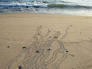Marine turtles hatchings in the race to the sea, Junquillal, Costa Rica.
© Carlos Drews
© Carlos Drews