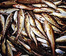 Bycatch of juvenile cod