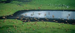 Kafue Flats with Cattle egrets (Bubulcus ibis) and Kafue lechwe (Kobus leche kafuensis), Southern ...
© WWF / Sarah BLACK Kafue Flats with Cattle egrets (<i>Bubulcus ibis</i>) and Kafue lechwe (<i>Kobus ...
© WWF / Sarah BLACK