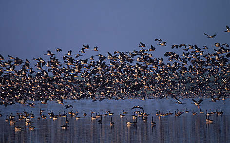 Magpie goose (Anseranas semipalmata); Kakadu National Park, Northern Territory, Australia.
© Martin Harvey / WWF rel=