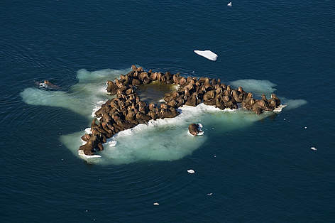 Walrus use the ice to rest and to access food. The ice must be over shallow coastal shelves for the ...
© WWF / Steven Kazlowski/www.lefteyepro.com rel=