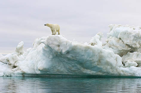 Polar bears have become an Arctic symbol of climate change. The bears use the ice to get to ...
© WWF / Steven Kazlowski/www.lefteyepro.com rel=
