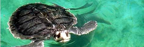 Olive ridley turtle rel=