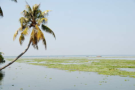 An arching coconut tree, besides the Vembanad Lake, Kerala, India. Vembanad is the longest lake in ...
© Rahul Dev Balagopal rel=