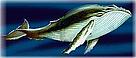 Humpback Whale (Megaptera novaeangliae).