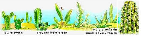 Desert vegetation.
© WWF Desert vegetation. rel=