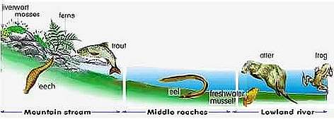 Lakes & Ponds - home to a myriad of species.
© WWF Lakes & Ponds - home to a myriad of species. rel=
