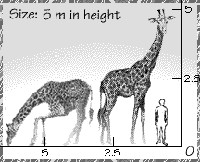 Giraffe height.
© WWF Giraffe height.
© WWF