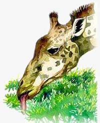 Giraffe's Food Habits.
© WWF Giraffe's Food Habits.
© WWF