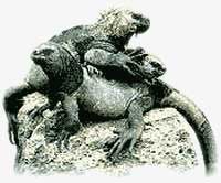 Iguana.
© WWF Iguana.
© WWF