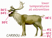 Caribou.
© WWF Caribou.
© WWF