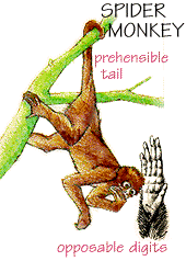 Spider Monkey.
© WWF Spider Monkey.
© WWF