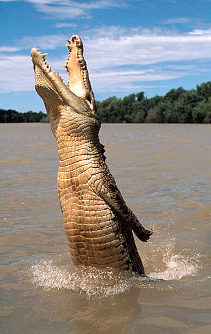 Crocodile jumping out of the water to grab offered food.
© WWF / Martin HARVEY Saltwater crocodile jumping out of the water for offered food, Australia.
© WWF / Martin HARVEY