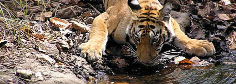 Indochinese tiger
© Neil Gogate / WWF Greater Mekong rel=