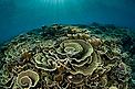 Underwater seascape in Komodo National Park, Indonesia, Coral Triangle © Jürgen Freund / WWF-CANON Underwater seascape in Komodo National Park, Indonesia, Coral Triangle