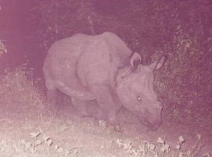 Rhino captured in a corridor restoration area. Wildlife frequently use this corridor to between ...
© WWF Nepal Rhino captured in a corridor restoration area. Wildlife frequently use this corridor to between ...
© WWF Nepal