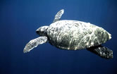 Loggerhead turtle (Caretta caretta) swimming in open sea. / ©: WWF-Canon / Michel GUNTHER Loggerhead turtle (<i>Caretta caretta</i>) swimming in open sea. / ©: WWF-Canon / Michel GUNTHER
