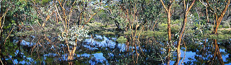 Recently flooded eucalypt forest in the Mallee Landscape of southwestern Australia.
© Leslie Leong Recently flooded eucalypt forest in the Mallee Landscape of southwestern Australia. rel=