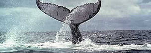 Humpback whales (Megaptera novaeangliae), mate and give birth in the Bay of Malaga, Colombia.
© WWF / Diego M. GARCES Humpback whales (Megaptera novaeangliae), mate and give birth in the Bay of Malaga, Colombia.
© WWF / Diego M. GARCES