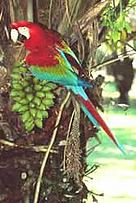 Red-and-green macaw (Ara chloropterus), Mato Grosso, Brazil.