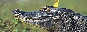 Caiman crocodile, Pantanal, Brazil.
© WWF / Fritz PÖLKING Caiman yacare (Dryas julia) & Flambeau butterfly in the wild, in the month of June, ...
© WWF / Fritz PÖLKING