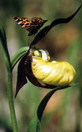 Map Butterfly (Araschnia levana) & Lady's Slipper Orchid (Cypripedium calceolus), Germany.
© WWF / Fritz PÖLKING
© WWF / Fritz PÖLKING