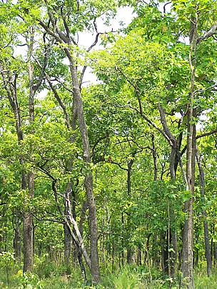 Denser semi-evergreen forest in Phnom Prich Wildlife Sanctuary within Cambodia's Eastern Plains ...
© Phan Channa / WWF-Cambodia
© Phan Channa / WWF-Cambodia