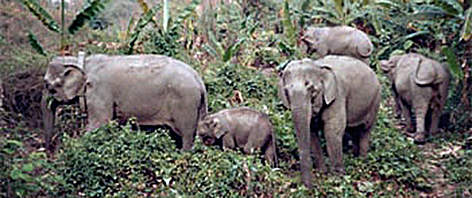 Wild Asian elephants (Elephas maximus) in Lao PDR.
© WWF Greater Mekong Wild Asian elephants (<i>Elephas maximus</i>) rel=