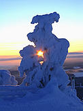 © WWF / Krista Sormunen © WWF / Krista Sormunen Sunset and snowed under tree. Lapland in WInter, Finland.