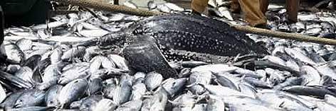 By-catch of Leatherback turtle (Dermochelys coriacea)
© WWF / Helene PETIT By-catch of Leatherback turtle (Dermochelys coriacea) rel=