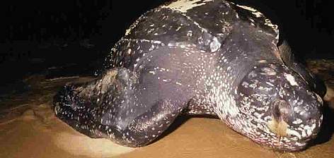 Species Description - Leatherback Sea Turtle