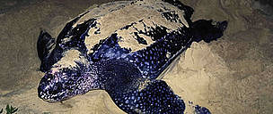 Leatherback turtle nesting.
© WWF / Martin HARVEY
© WWF / Martin HARVEY