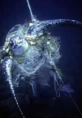 Leatherback turtle (Dermochelys coriacea) caught in a net. After days of struggle, it finally ...
© WWF / Michel GUNTHER Leatherback turtle (<i>Dermochelys coriacea</i>) caught in a net. After days of ...
© WWF / Michel GUNTHER