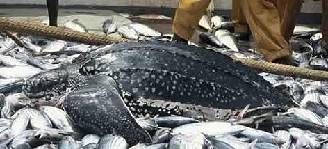Se estima que cada año, las pesqueras capturan alrededor de 60.000 tortugas Laúd, en la pesca con ... / ©: WWF-Canon / Hélène Petit rel=