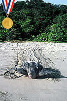 Leatherback Turtle
