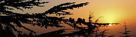 Lebanese cedar (Cedrus libani), Al-Shouf Cedar Nature Reserve, Lebanon. / ©: WWF / Michel GUNTHER Lebanese cedar (<i>Cedrus libani</i>), Al-Shouf Cedar Nature Reserve, Lebanon. rel=