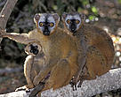 Red-fronted brown lemurs sitting on a tree limb in a Dry Forest, Madagascar.