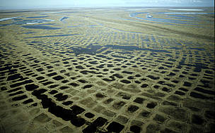 Aerial photograph of expanses of polygonal tundra in the Lena Delta Nature Reserve, Siberia, ...
© WWF / Peter Prokosch
© WWF / Peter Prokosch