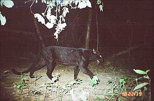Leopard was one of the many endangered species caught by the WWF camera traps in Kuiburi National ...
© WWF Thailand
© WWF Thailand