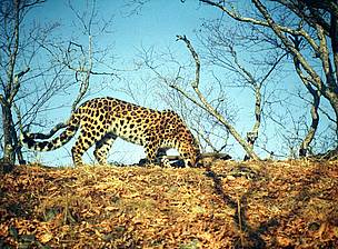 Eight Fare Eastern Leopards were photographed in Kedrovaya Pad reserve in east Siberia. © WWF-Russia, ISUNR Eight Fare Eastern Leopards were photographed in Kedrovaya Pad reserve in east Siberia.