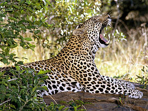 Cheetahs have retained their spots, despite living primarily in open habitats
© AP
© AP