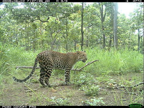 Leopard in the dry forest of Mondulkiri Protected Forest in northeastern Cambodia's Eastern Plains ...
© FA / WWF-Cambodia rel=